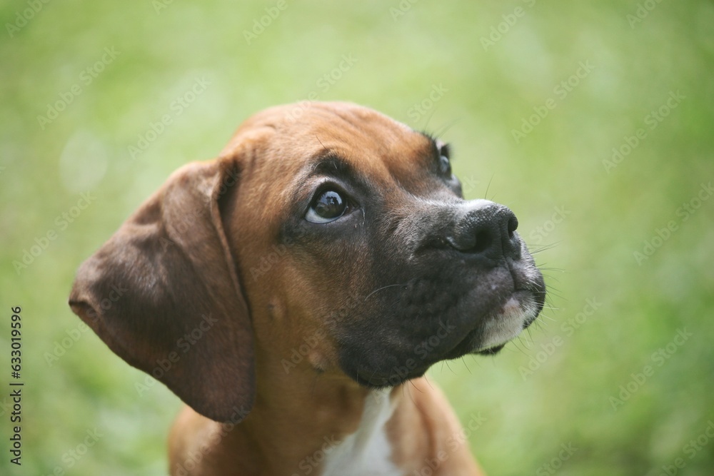 Cute boxer dogs acting in the garden