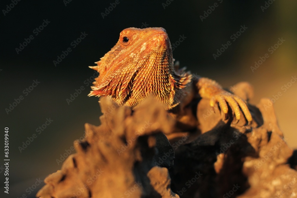 Pogona is a genus of reptiles containing eight lizard species, which are often known by the common name bearded dragons. Pogona is a genus of reptiles containing eight lizard species, which are often known by the common name bearded dragons.