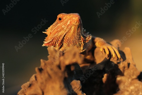 Pogona is a genus of reptiles containing eight lizard species, which are often known by the common name bearded dragons.