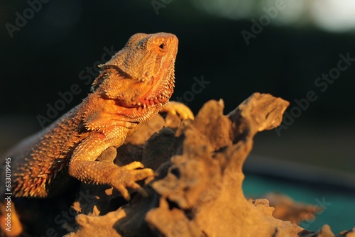 Pogona is a genus of reptiles containing eight lizard species, which are often known by the common name bearded dragons.