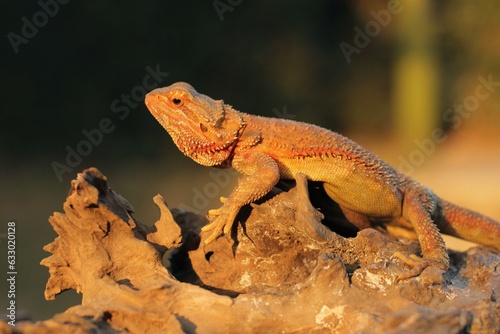 Pogona is a genus of reptiles containing eight lizard species, which are often known by the common name bearded dragons.
