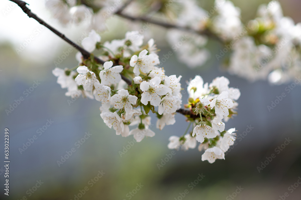 blooming cherry tree in spring