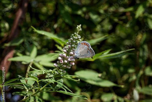 Pretty little Lycaenidae (Plebejus) butterfly. Kretania pylaon. photo