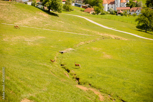 Reindeers on the foothills of Jelenov Greben in Slovenia photo