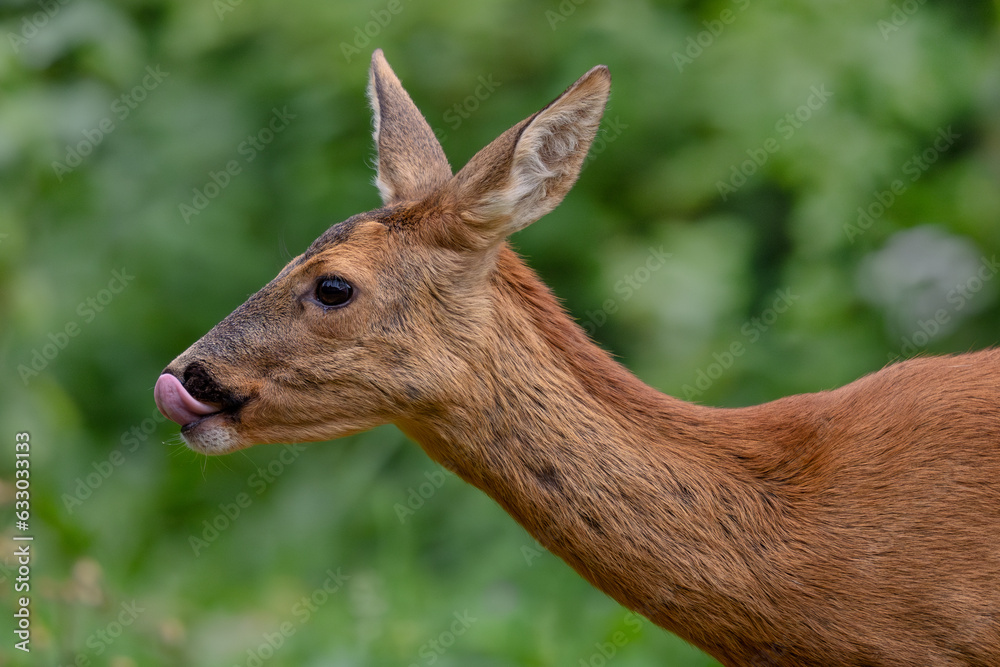 European Roe Deer - Capreolus capreolus, portrait of common deer from European forests, woodlands and meadows, White Carpathians, Czech Republic. European Roe Deer - Capreolus capreolus, portrait of common deer from European forests, woodlands and meadows, White Carpathians, Czech Republic.