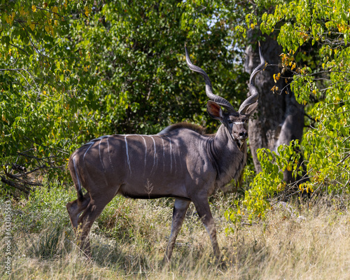 Large Kudu