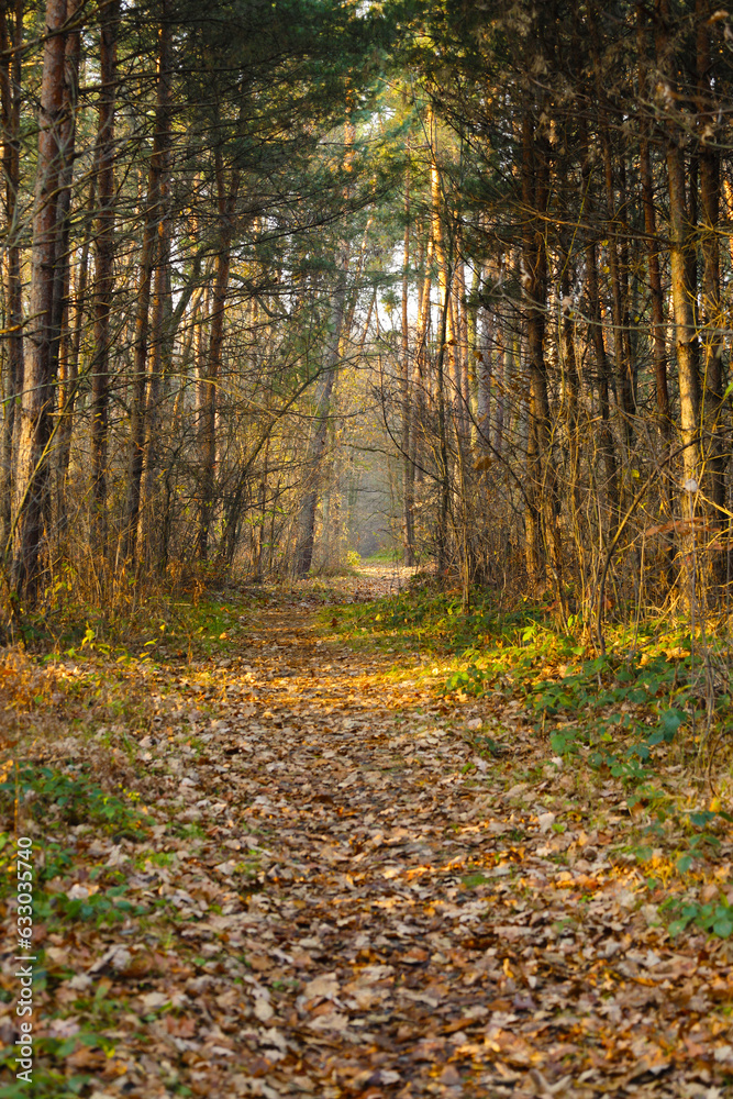 Path in the autumn forest at sunset. Path in the autumn forest at sunset.