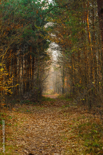 Path in the autumn forest at sunset.