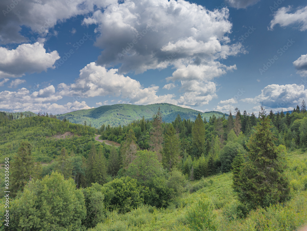 forest in the mountains