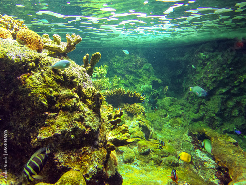 Wonderful Coral reef in a public aquarium