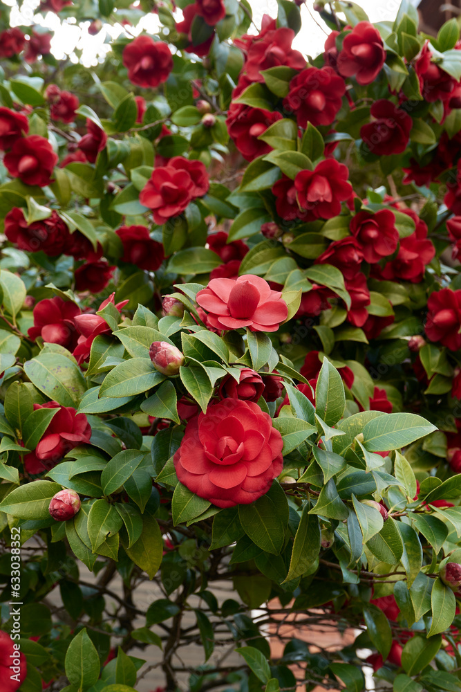 Camellia japonica in bloom