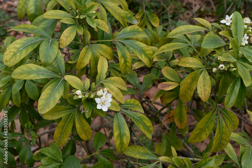 Choisya ternata shrub