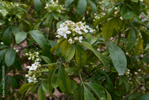 Choisya ternata shrub