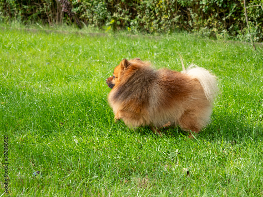 Spitz dog portrait on green grass background. Red Spitz close-up. Spitz dog portrait on green grass background. Red Spitz close-up.