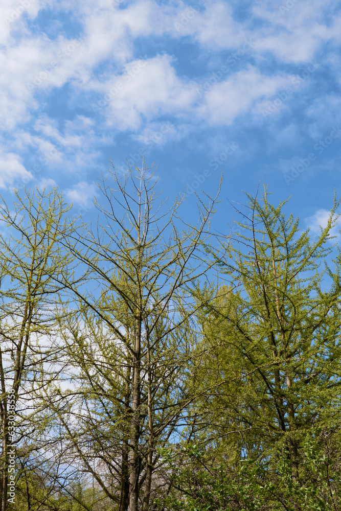 Ginkgo biloba tree Ginkgo biloba tree