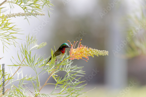 Colorful Male Aethopyga Christinae_叉尾太陽鳥 Full Frame Uncrop photo