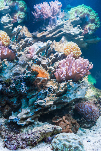 Coral reef in tropical aquarium