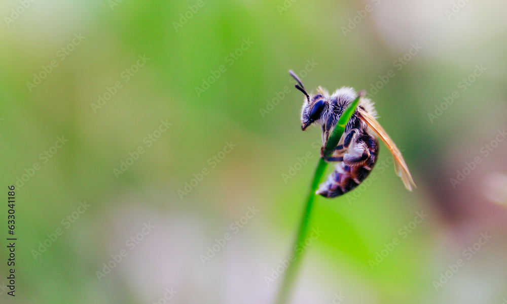 bee on flower bee on flower