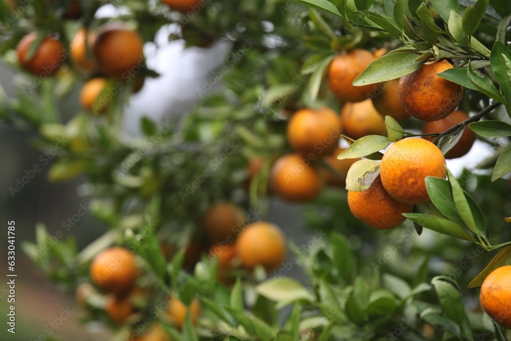 Mandarin/Orange plantations in the north of Thailand