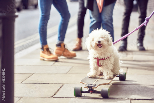 Dog on skateboard photo