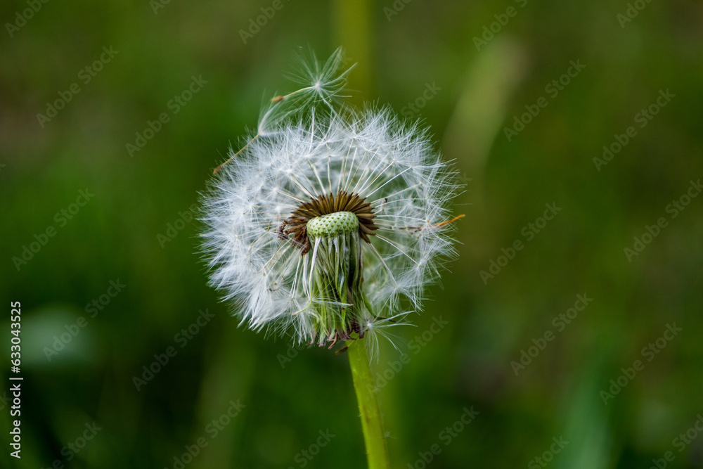 Fototapeta premium Old dandelion flower head in Latvian herb field