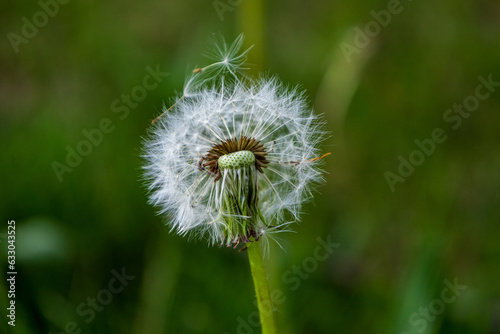 Old dandelion flower head in Latvian herb field