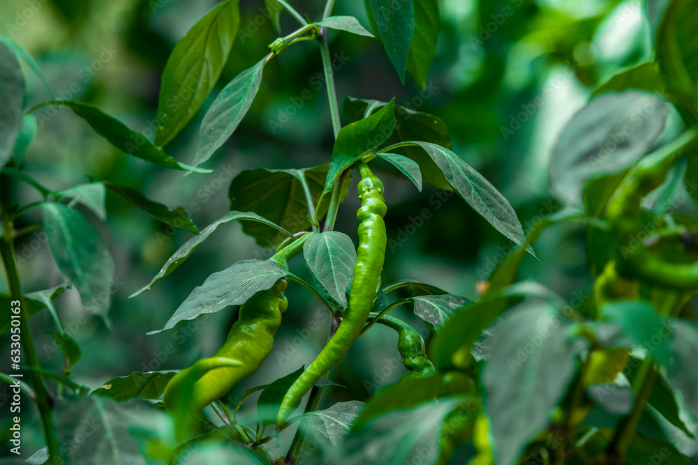 Fototapeta premium green pepper