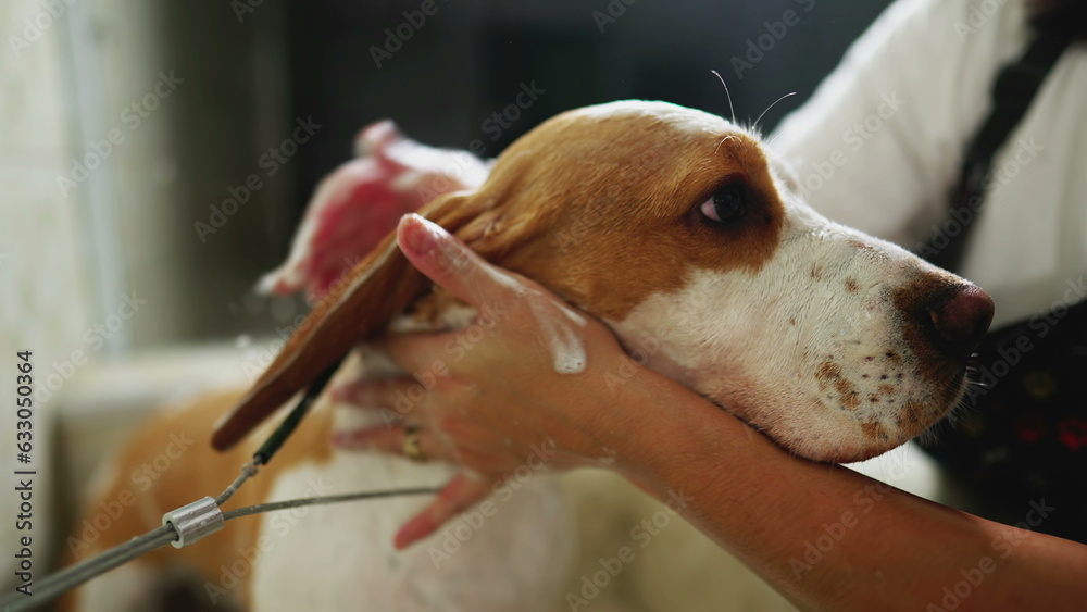 Washing Beagle Dog at local Pet Shop service. Close-up Canine Grooming Care