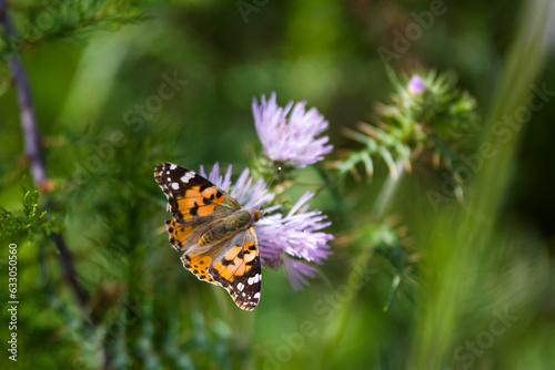 Butterfly on flower © Serjedi