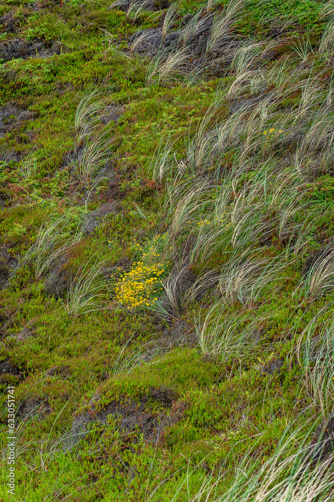 Hills and slopes at Svinkloes beach in Thy in Denmark