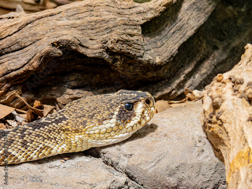 Close up shot of rattlesnake