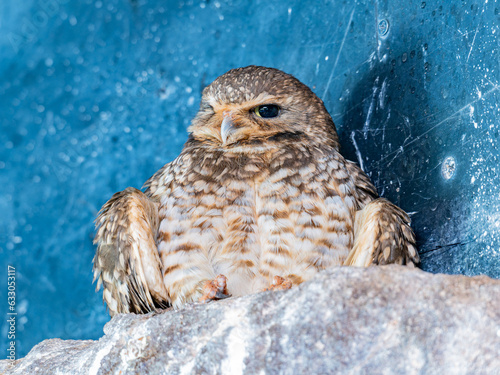 Close up shot of Burrowing owl photo