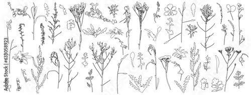 Set of weeds  wild plants in field and forest for architecture and landscape design  contour. Vector illustration