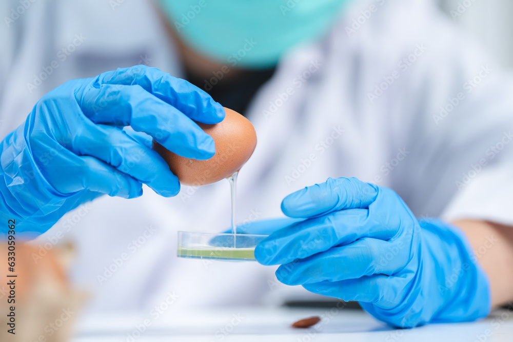 Scientist testing gmo egg for quality control of eggs in chemical laboratory, Food science expert inspecting a dairy product, Agriculture farm production industry, biotechnology medicine research Scientist testing gmo egg for quality control of eggs in chemical laboratory, Food science expert inspecting a dairy product, Agriculture farm production industry, biotechnology medicine research