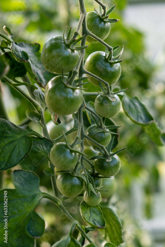 A lot of green tomatoes on a bush in a greenhouse. Tomato plants in greenhouse. Green tomatoes plantation. Organic farming, young tomato plants growth in greenhouse.