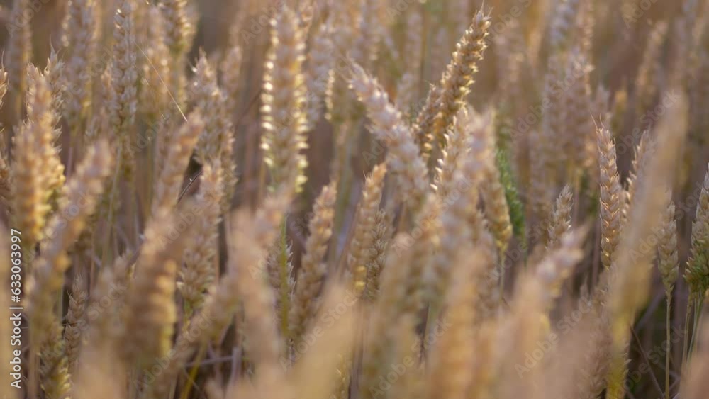 Ears of ripening grain blowing in a gentle breeze, shot in slow motion at sunset Ears of ripening grain blowing in a gentle breeze, shot in slow motion at sunset