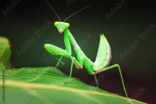 Praying Mantis Rainforest or European Mantis on a green leaf nature background