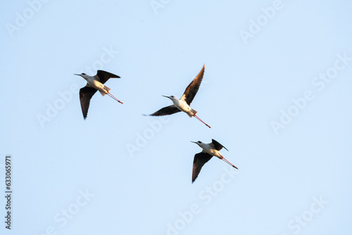 Three birds in flight together