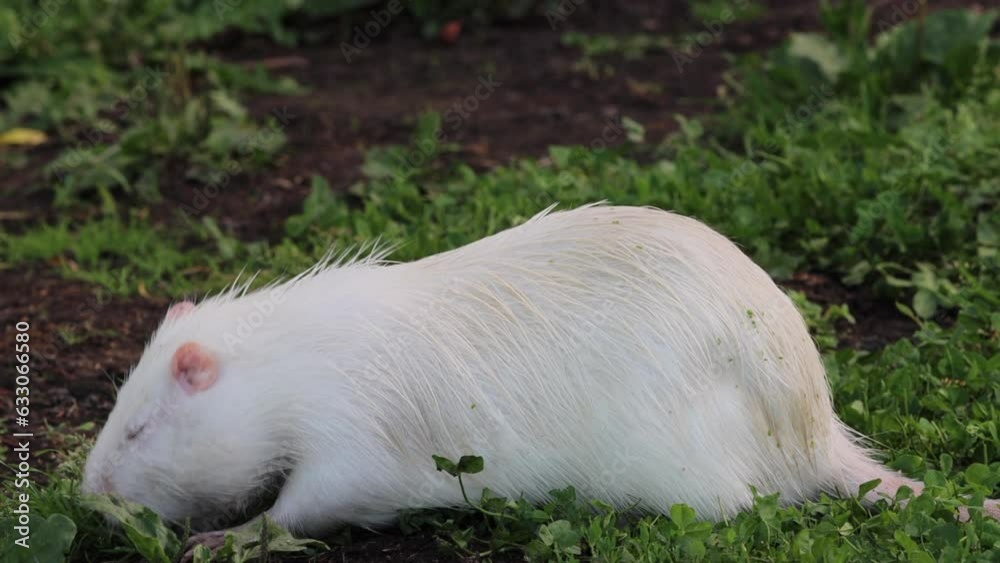 A white nutria eats green grass into a camera. Wildlife of nutria with white fur. Albino nutria A white nutria eats green grass into a camera. Wildlife of nutria with white fur. Albino nutria