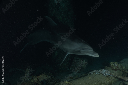 Dolphin swimming in the Red Sea, Eilat Israel
