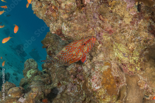 Fish swimming in the Red Sea  colorful fish  Eilat Israel 