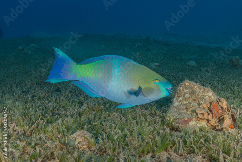 Fish swimming in the Red Sea, colorful fish, Eilat Israel  © yeshaya