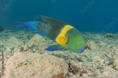 Fish swimming in the Red Sea  colorful fish  Eilat Israel 