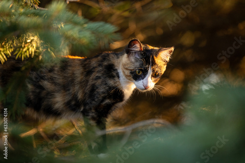 Calico cat in the woods looking down