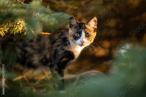 Calico cat in the woods looking at camera