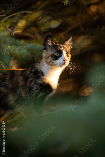 Calico cat in the woods looking into the distance © Holly
