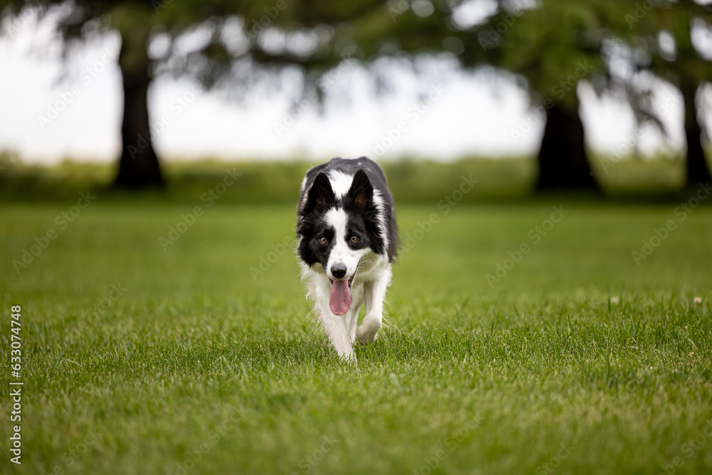 border collie dog running in a field border collie dog running in a field