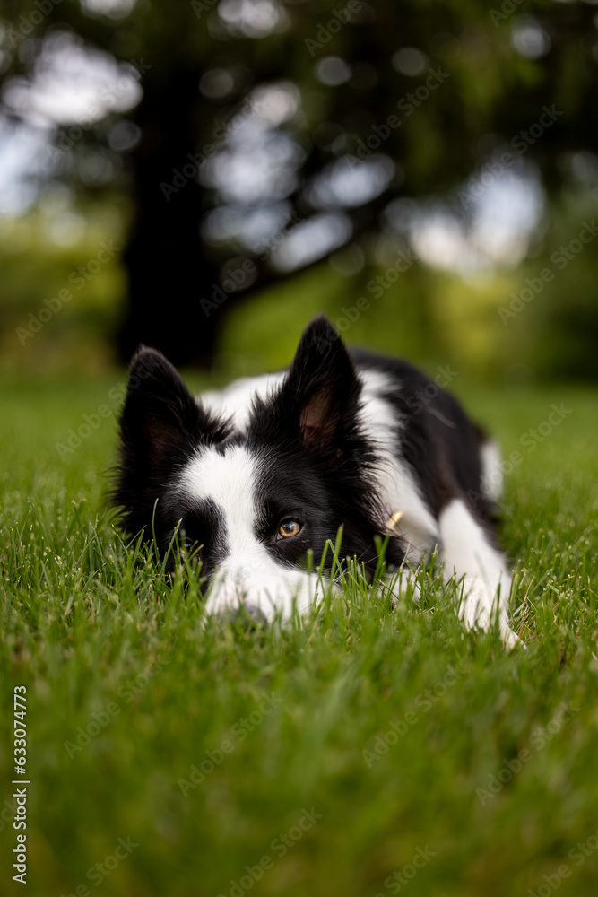border collie dog head down in grass