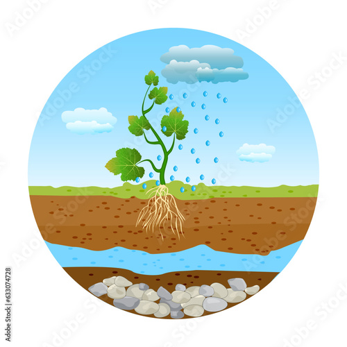 Rain drops falling on the green sprout with roots in the soil. Sky, clouds, rain, plant with root and soil layers in circle frame. Rain and small plant with root system. Stock vector illustration