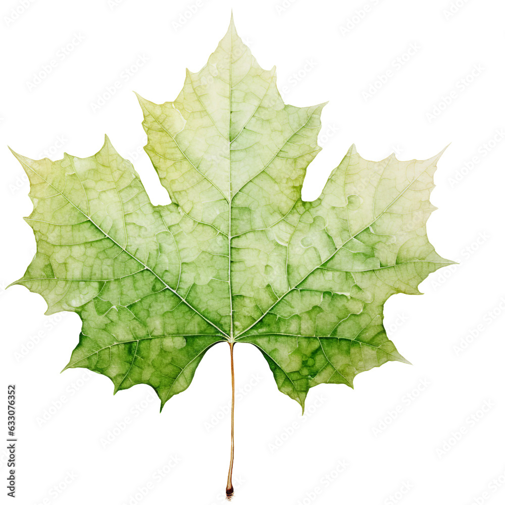 watercolor green maple leaf isolated on white watercolor green maple leaf isolated on white